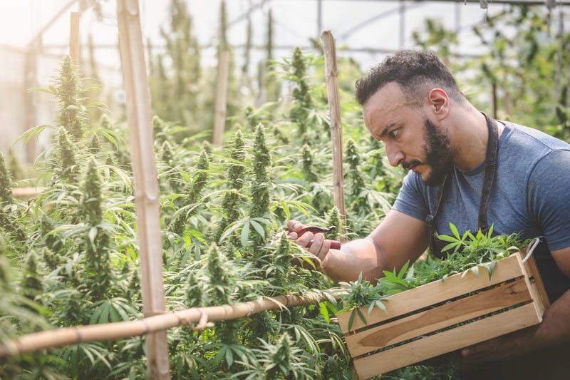 Farmer checking hemp plants in the field, Cultivation of marijuana, flowering cannabis plant as a legal medicinal drug.