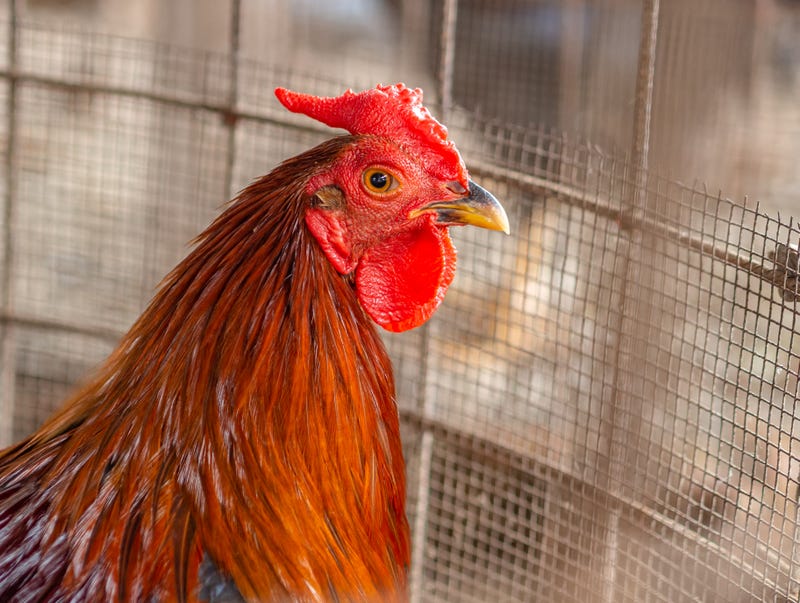 rooster