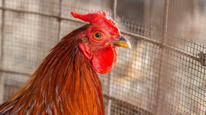 A gamecock in a cage
