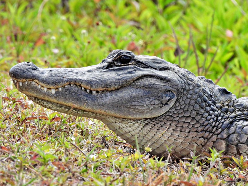 Stock photo of alligator