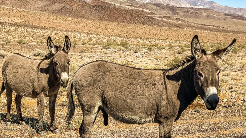 Wild donkeys roam the deserts of Death Valley.