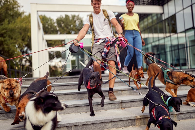 Part-time dog walker
