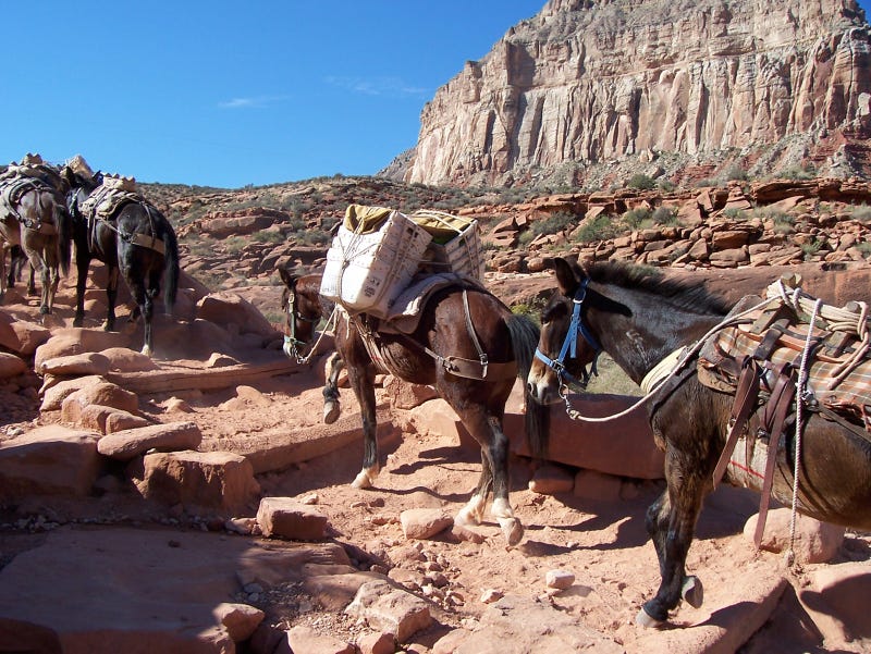 Mule pack train bringing the mail and other goods from the village of Supai, Arizona, at the bottom of the Canyon, to the rim at Hualapai Hilltop.