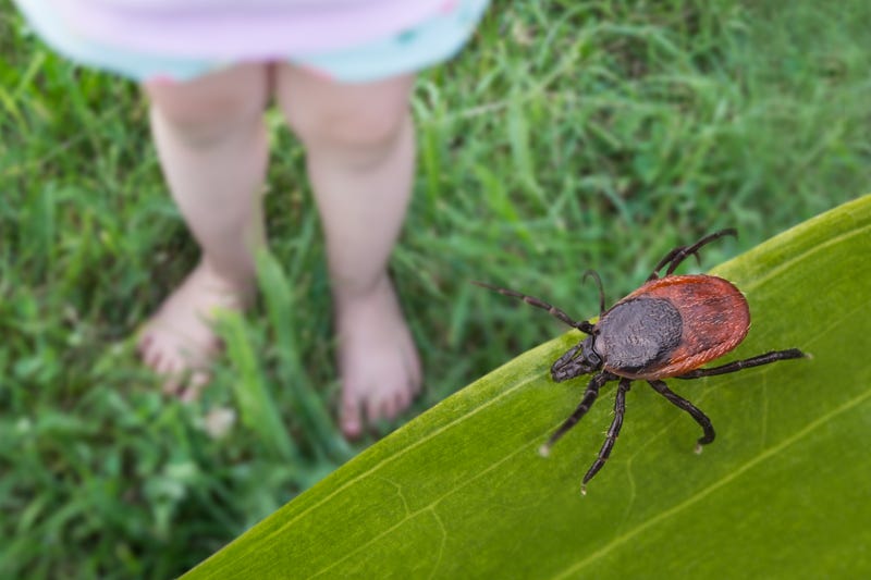 Ticks
