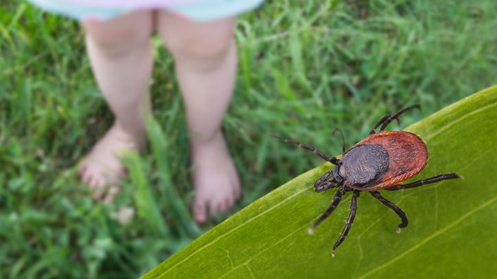 Tick-borne diseases are increasing in Michigan this spring, health officials warn — Here's what to know