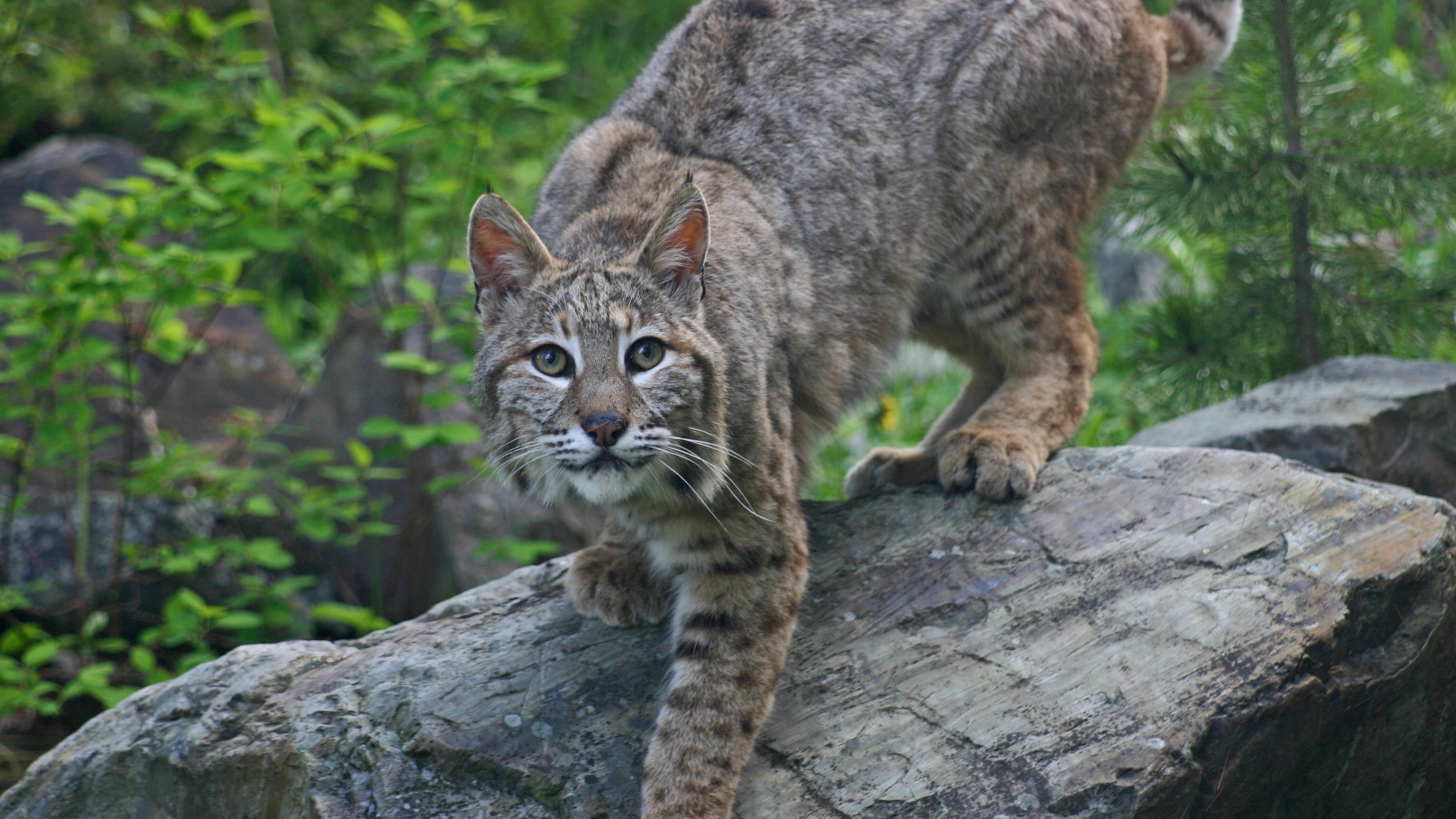 Livermore pet owners on alert for bobcat prowling neighborhoods in the area