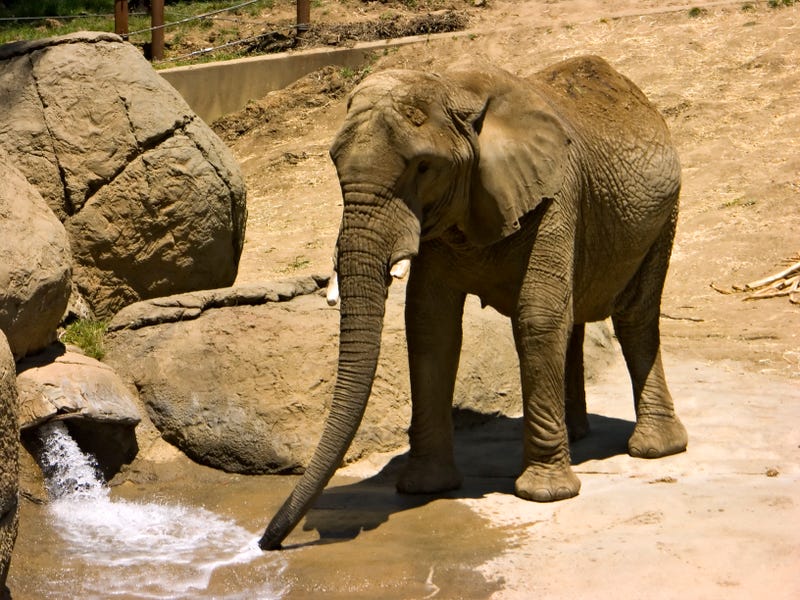 The Oakland Zoo has lost one of its elderly residents — a 46-year-old elephant named Lisa was euthanized this past weekend.