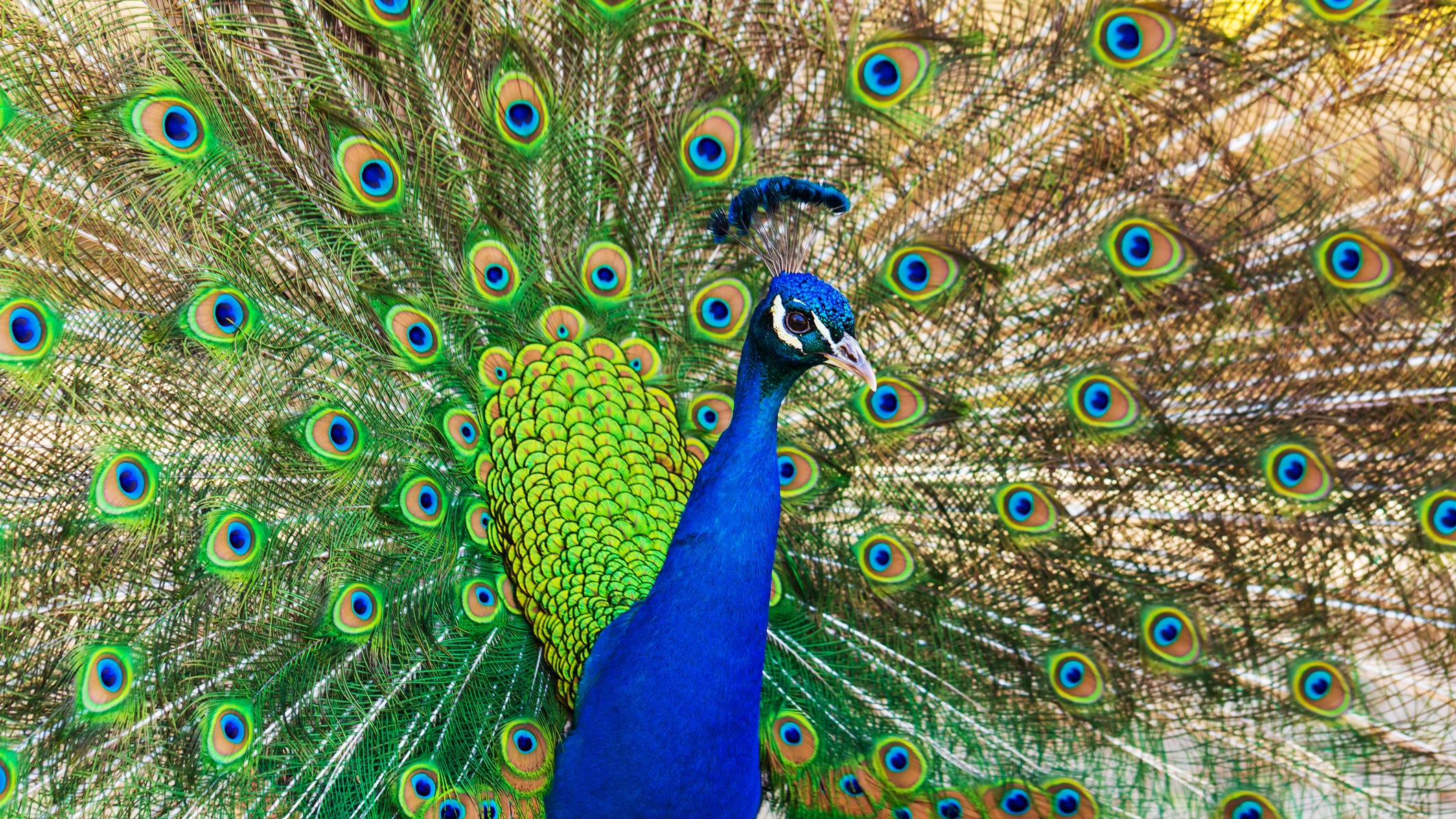 Residents rejoice as wild peacock makes himself at home in Garden City