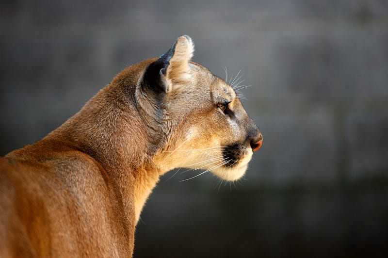Cougar, Minnesota