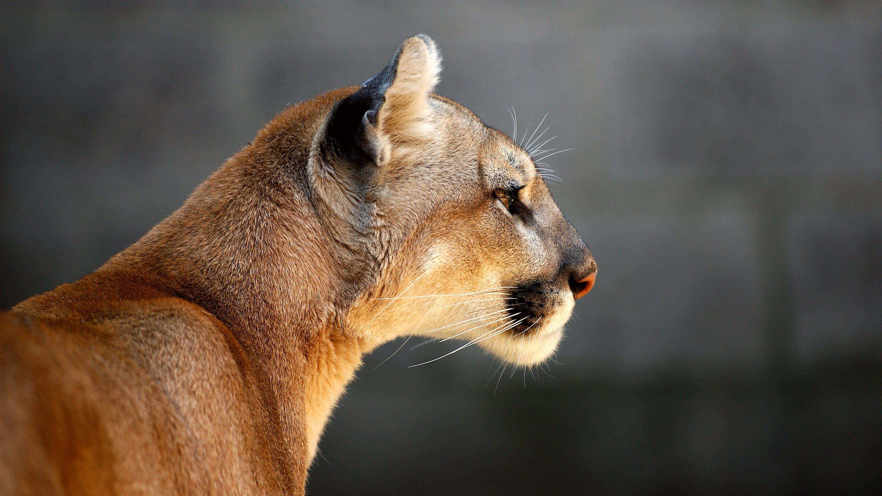 VIDEO: Mountain lion stares down hikers in Orange County