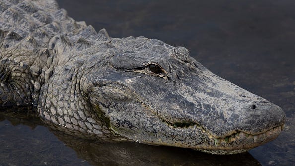 Florida snipers provide cover to divers looking for mother and son in gator filled pond
