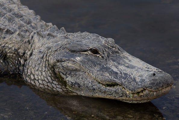 An alligator swims in the Florida Everglades on May 04, 2022 in Miami, Florida.