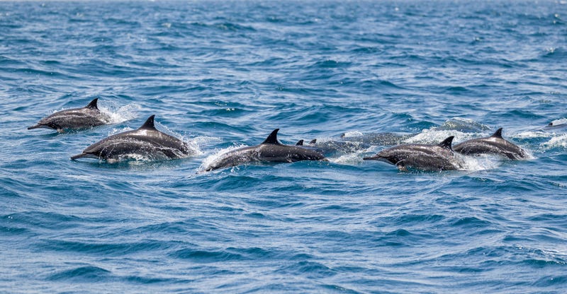 A pod of dolphins.