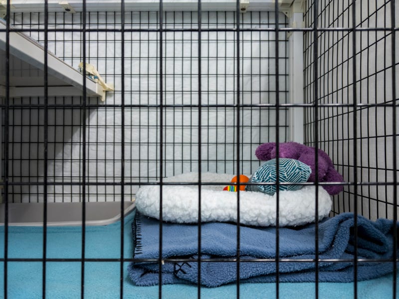 dog shelter