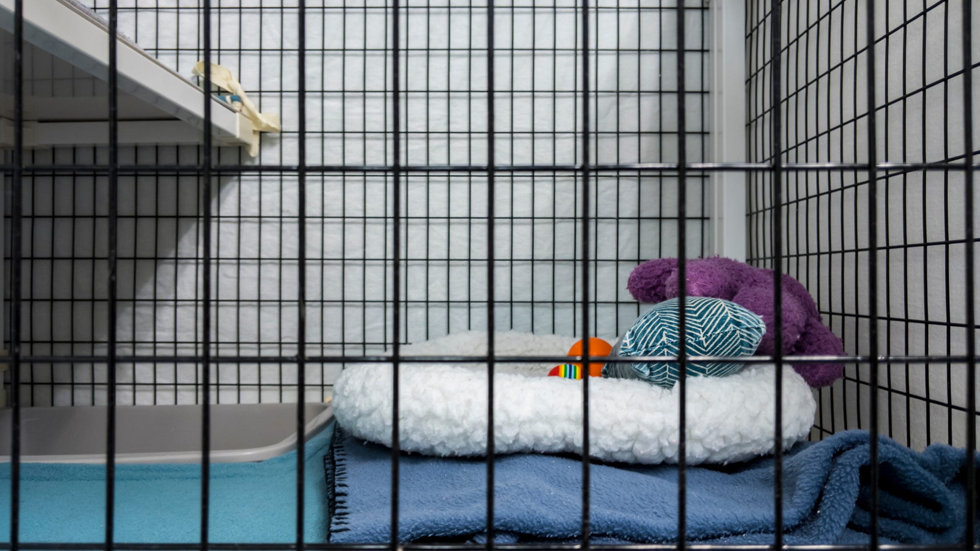 Investigation launched into accidental euthanasia of puppy at Baldwin Park Shelter
