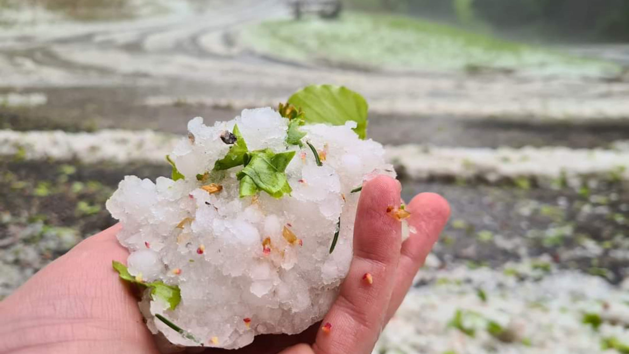 National Weather Service confirms Sanger hailstone nearly six inches in diameter, weighed 13.5 ounces