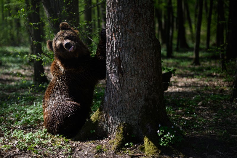 bear