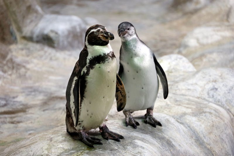 penguins
