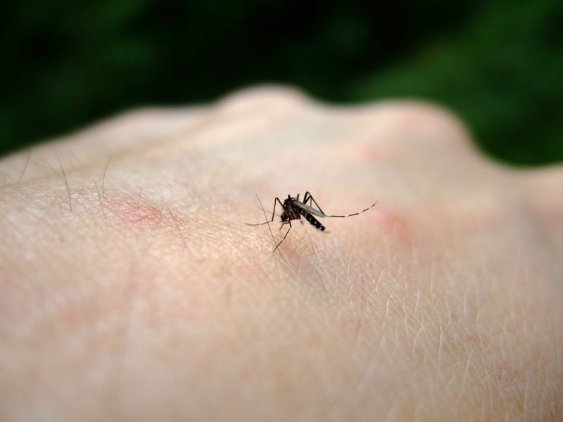 Mosquito