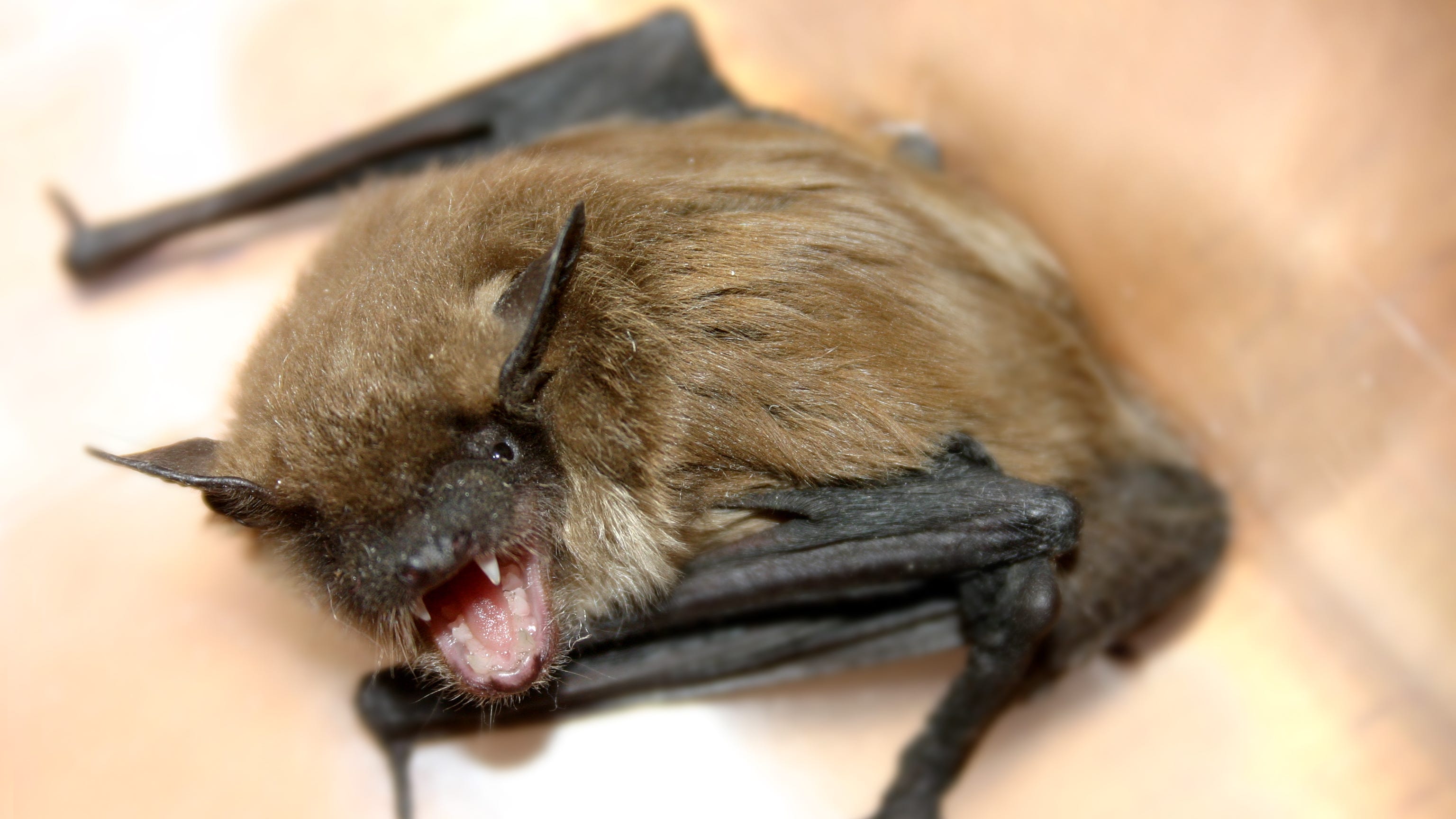 Rabid bats — Halloween’s scariest creature — mapped across Cook County