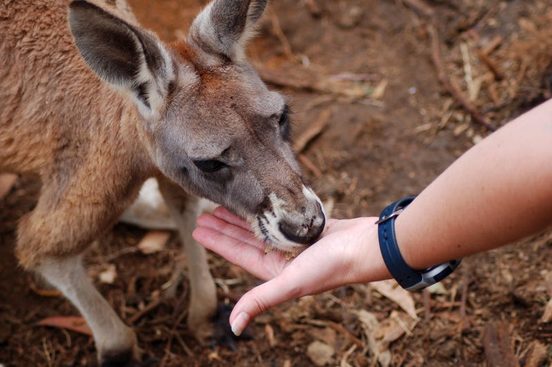 Woman feeding a kangaroo out of her hand