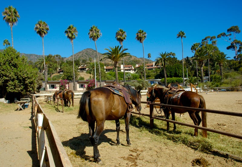 Horses in stable. Santa Catalina Island, Avalon, California.