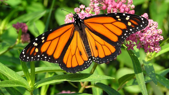 Monarch butterfly population is declining — Here's what you can do to help