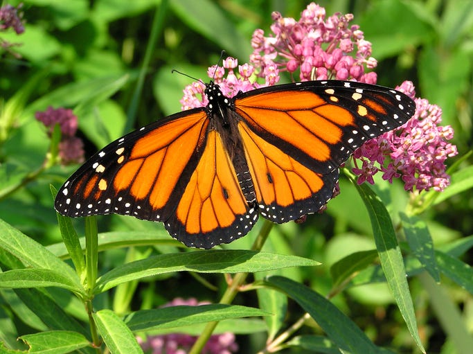 monarch butterfly