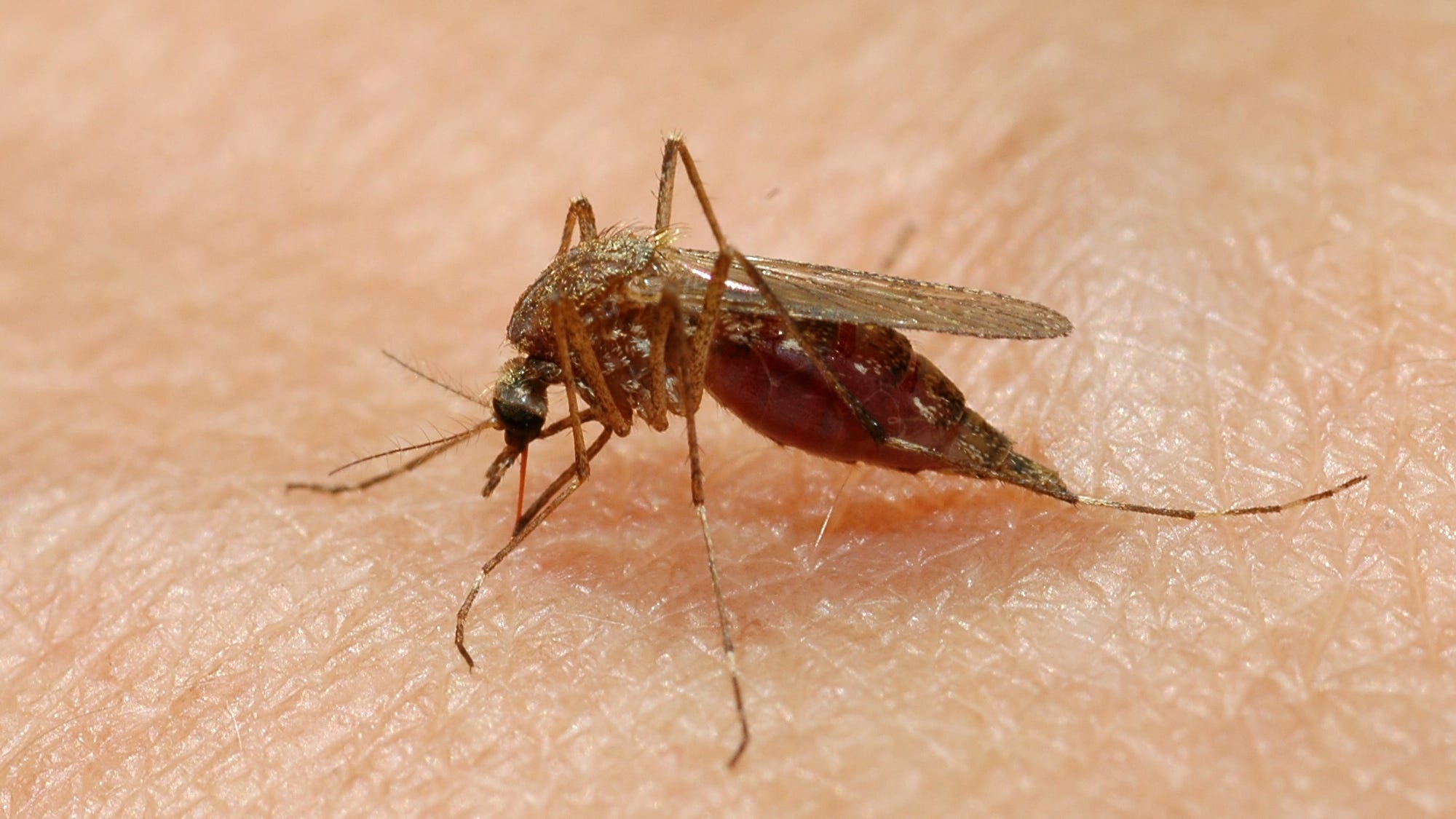Chicago reports first human case of West Nile virus