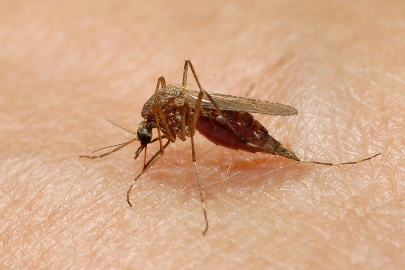 Mosquito sucking blood