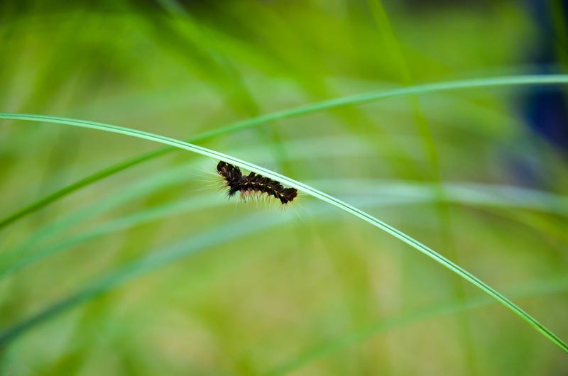 moth