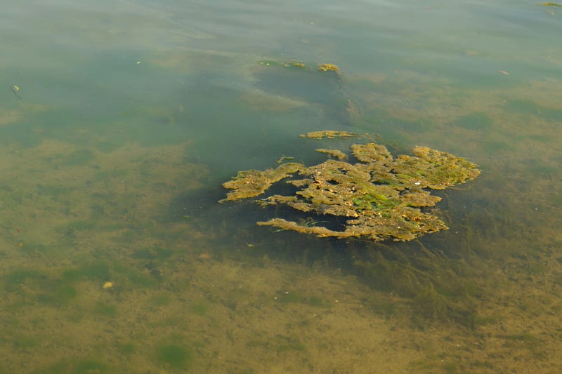 blue-green algae