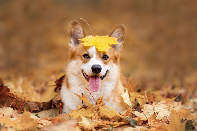 Corgi