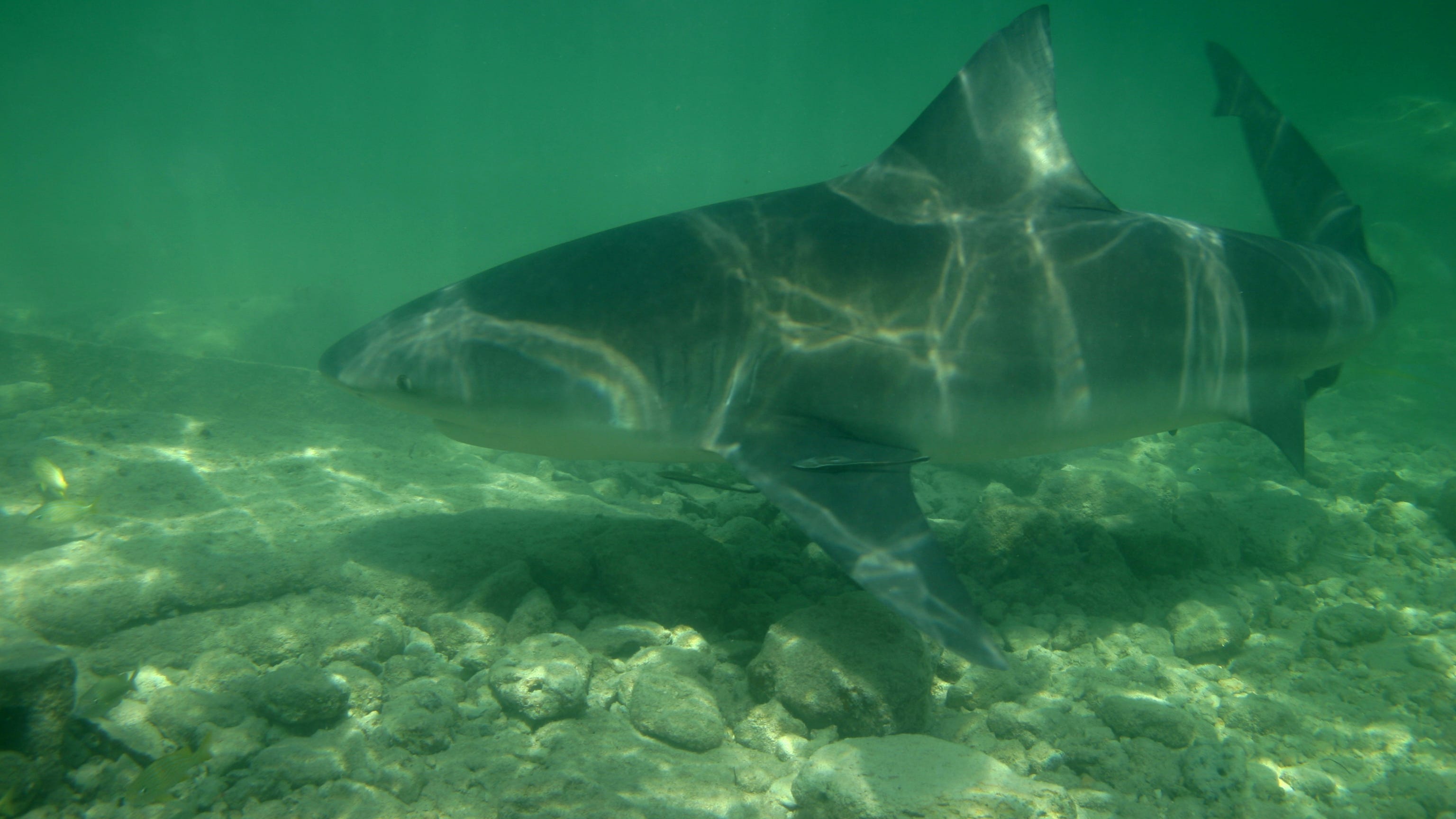 Sharks caught in Mississippi River near St. Louis; Researchers want to know more
