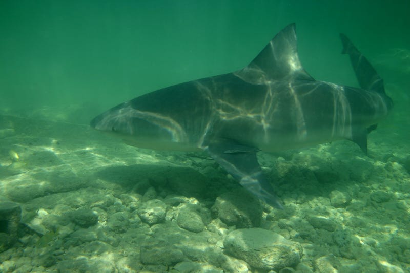 bull shark