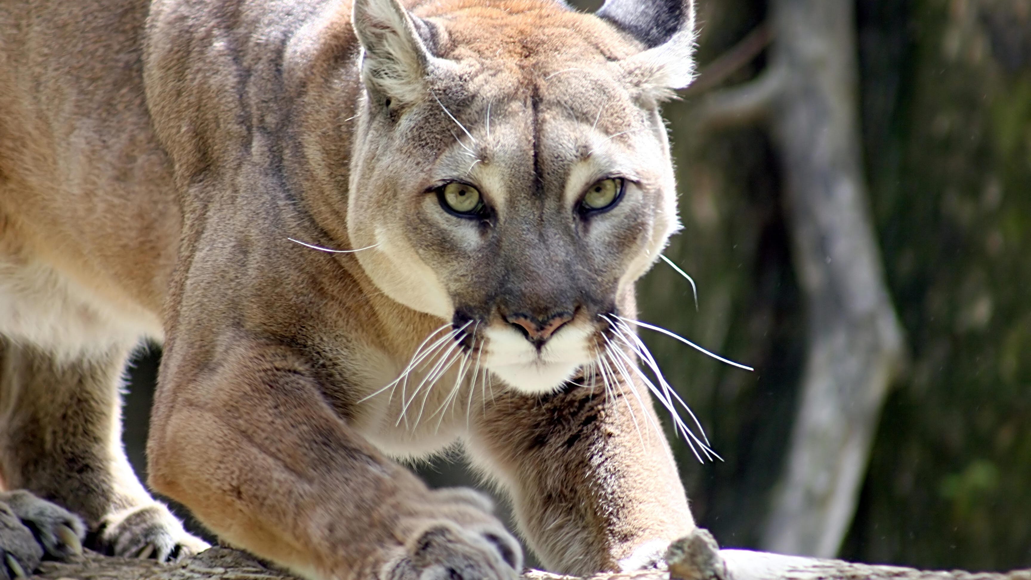 Mountain lion fatally struck by vehicle near Malibu