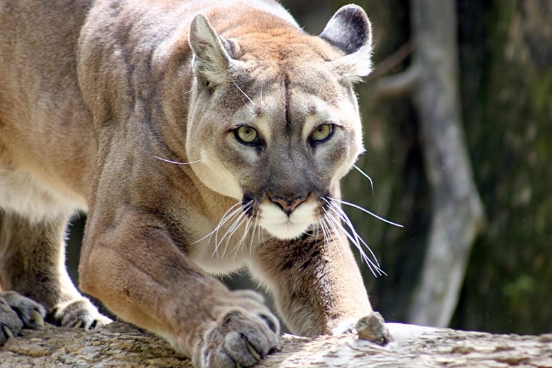 mountain lion