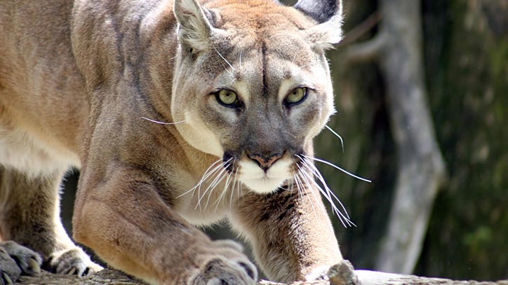 Elderly man escapes cougar attack