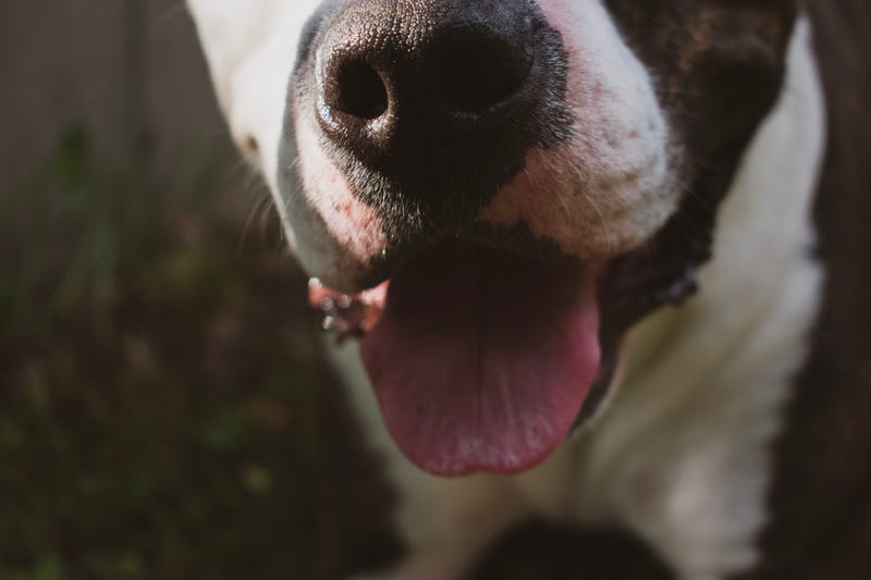 City Council members in Grosse Pointe Shores heard comments from the public on whether or not they should adopt a proposal to ban pit bull-type dogs.