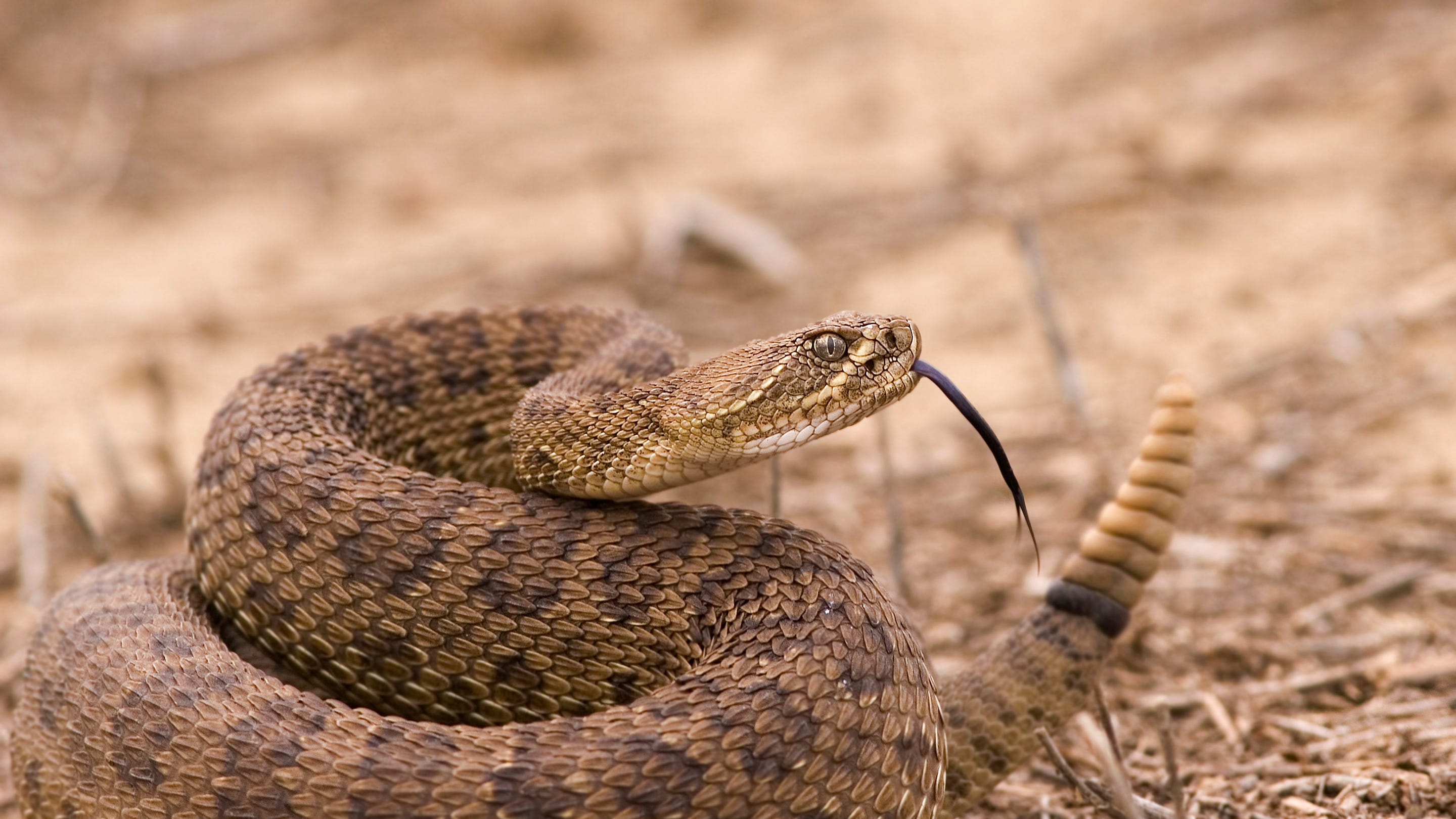 COVID affects the body like getting bitten by a rattlesnake
