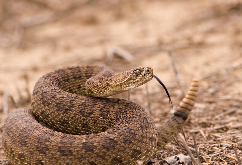 Rattlesnakes are thriving because of climate change.