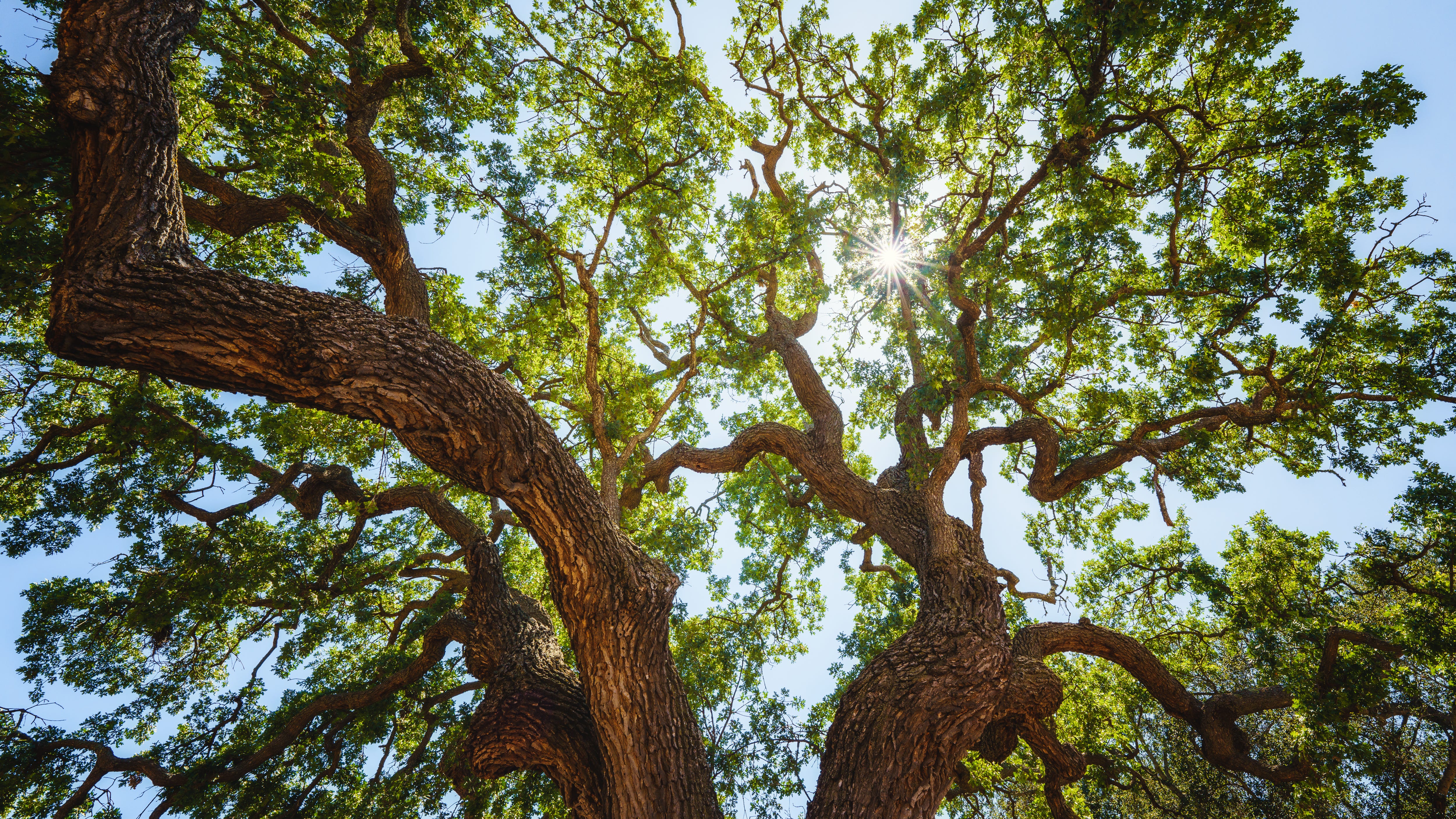 'Old Glory' oak may become a historic landmark