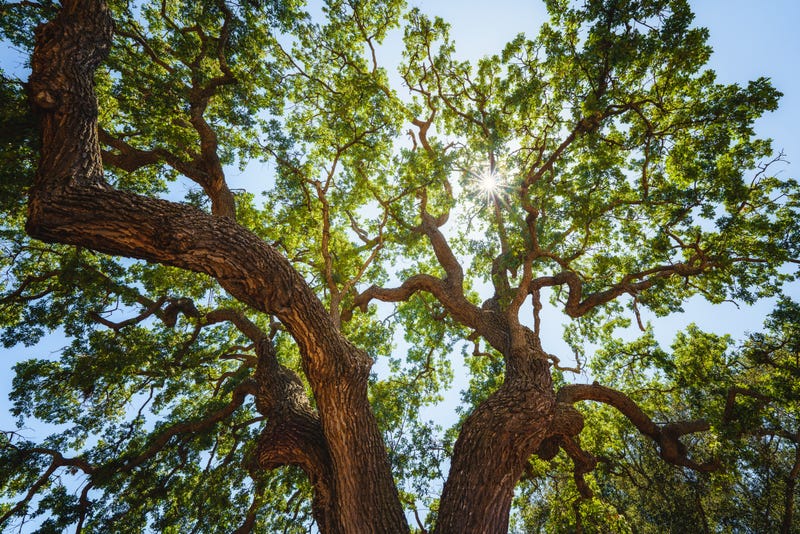 oak tree branches from below