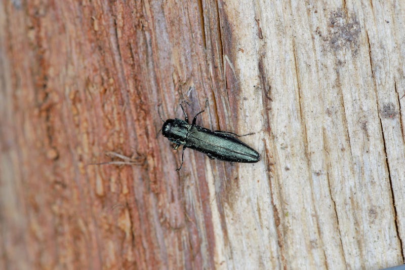 FILE: Emerald ash borer