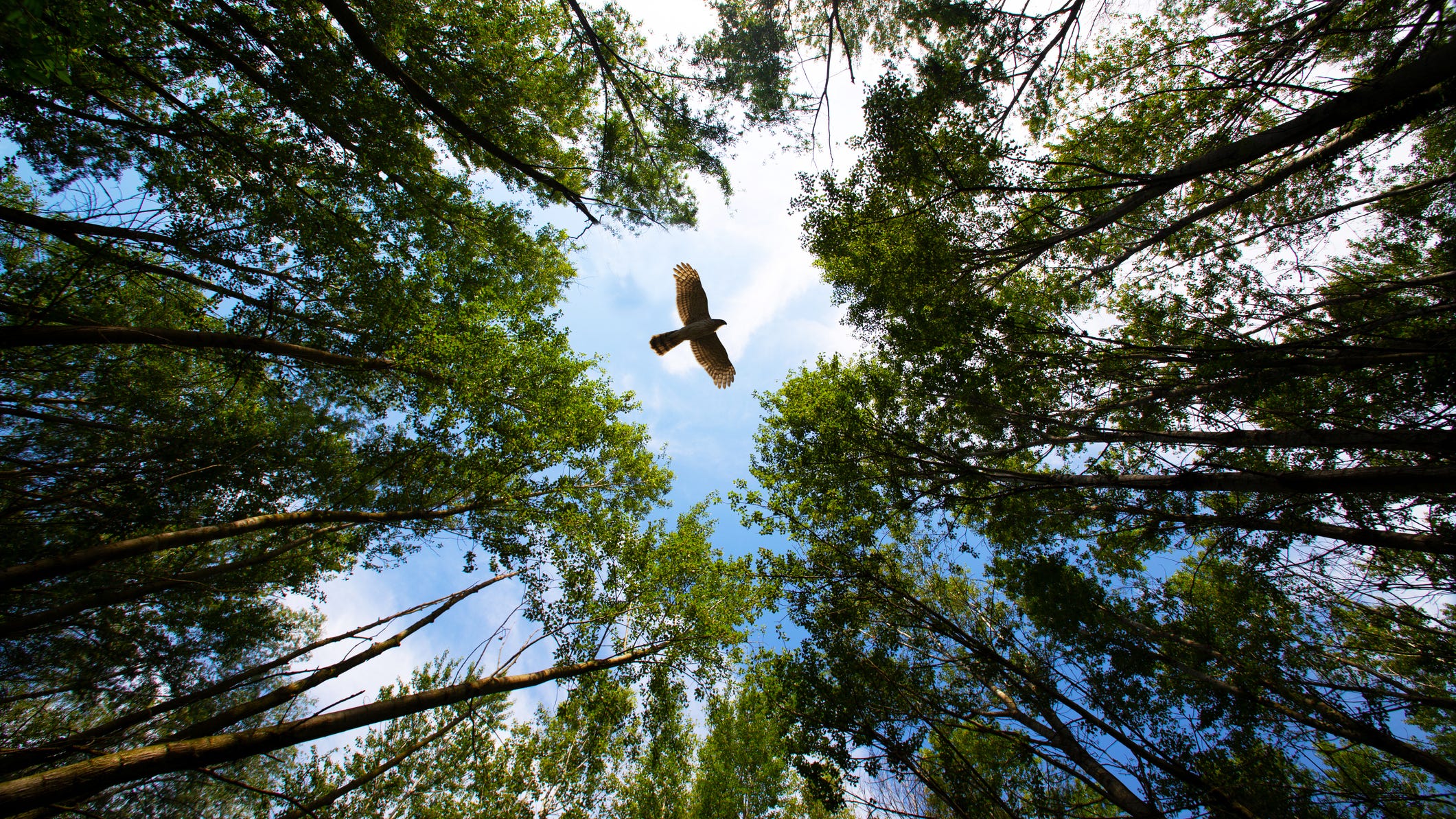 Large birds hatching fewer eggs due to climate change