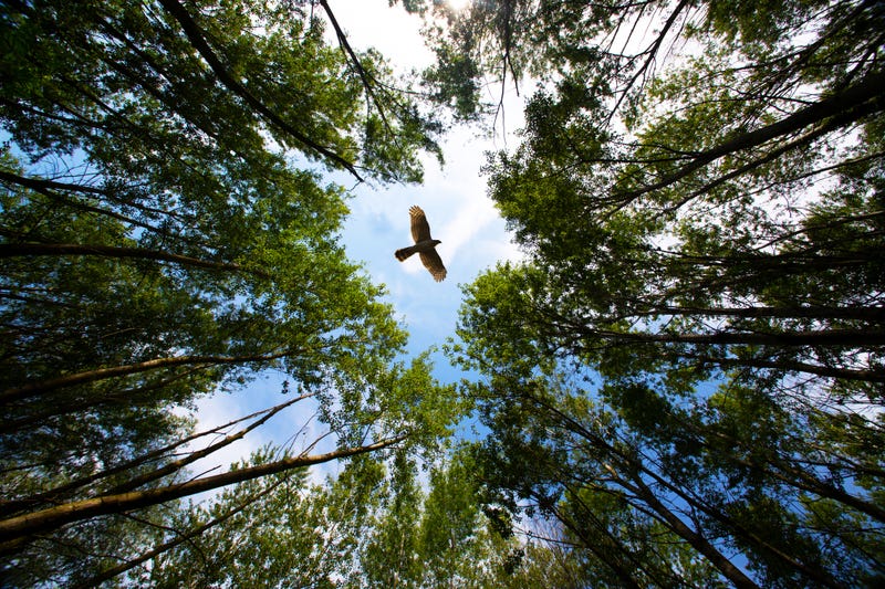 Bird flying over a forest. 