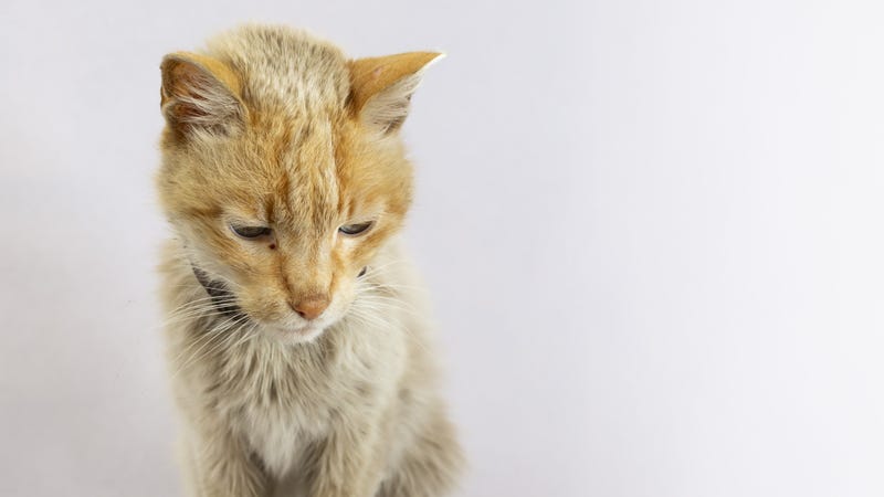 A frail-looking cat