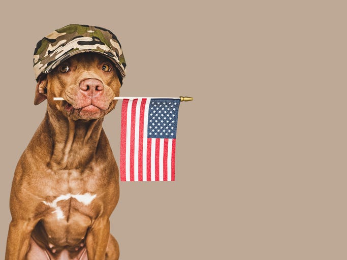 Lovely brown puppy with a small American Flag