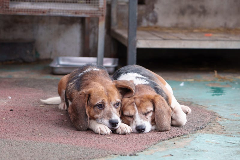 beagles