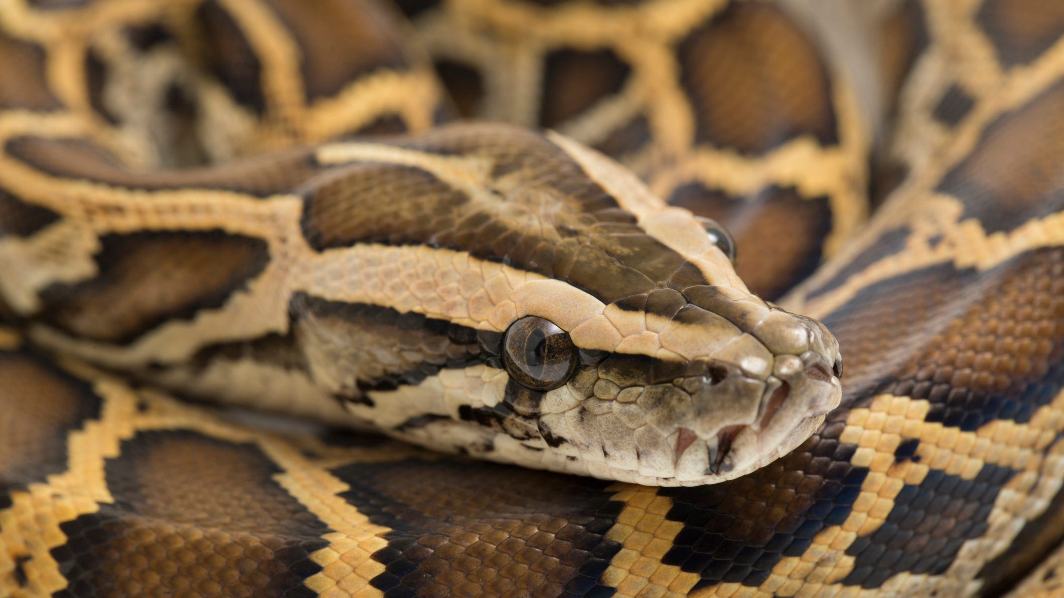 Officials say missing woman was devoured by huge snake